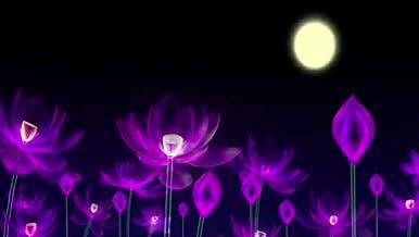 梦幻紫色荷花荷塘月色视频的预览图